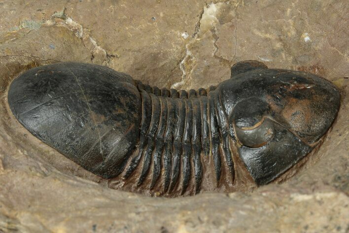 Detailed Paralejurus Trilobite Fossil - Lghaft, Morocco #359491